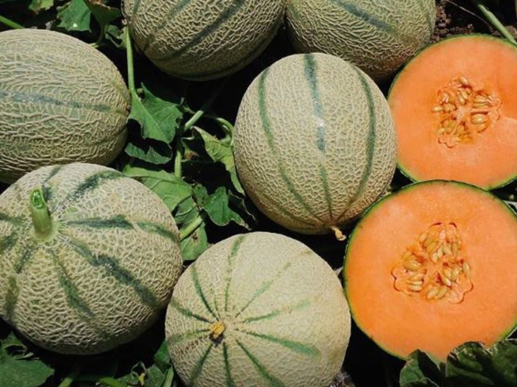 Melone
