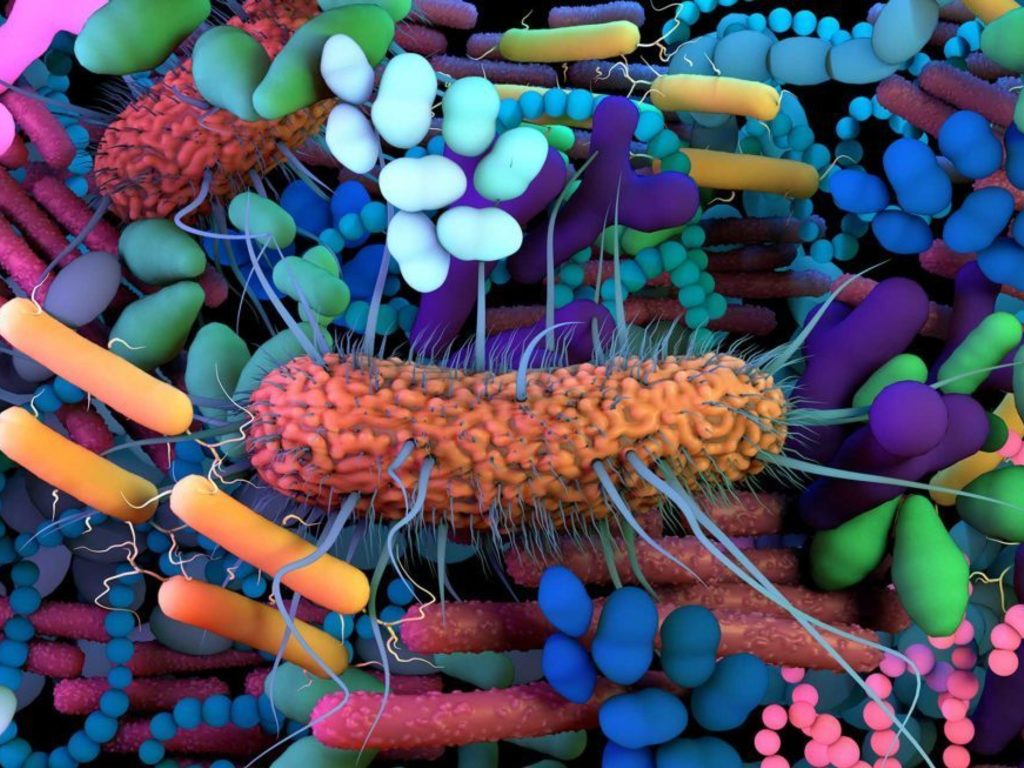 Microbiota: l'importanza dei cibi fermentati