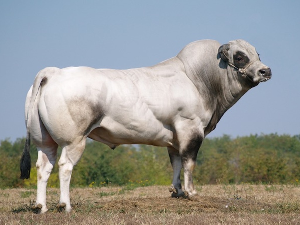 Il Fassone di razza piemontese