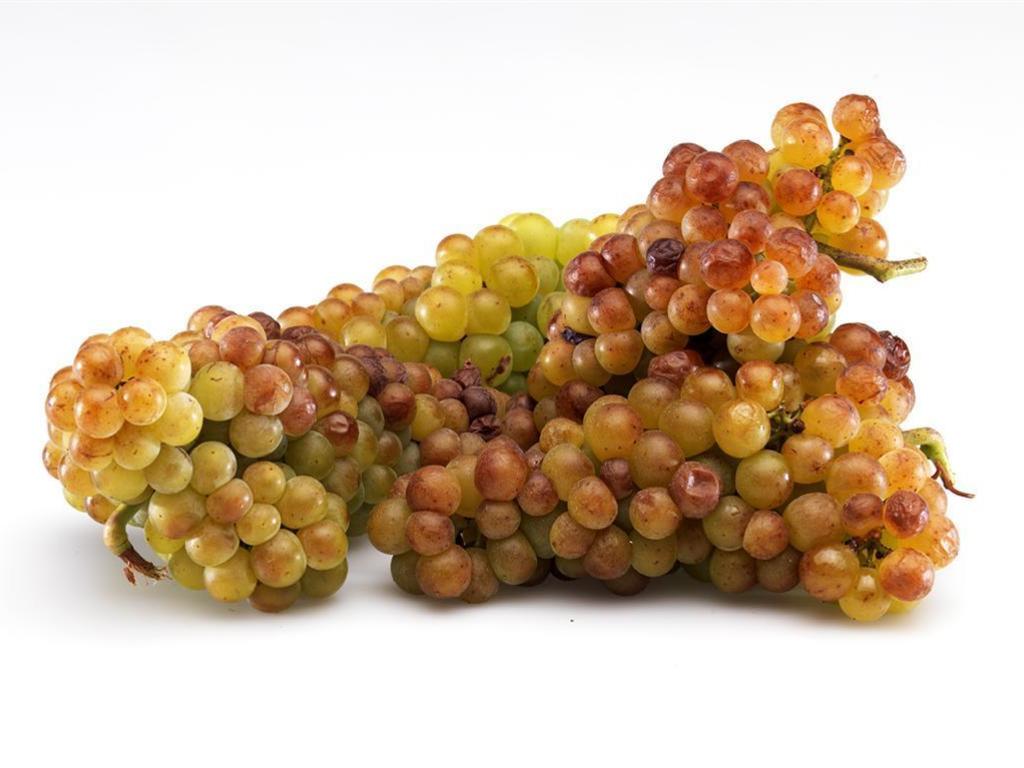 Ricette con l'uva