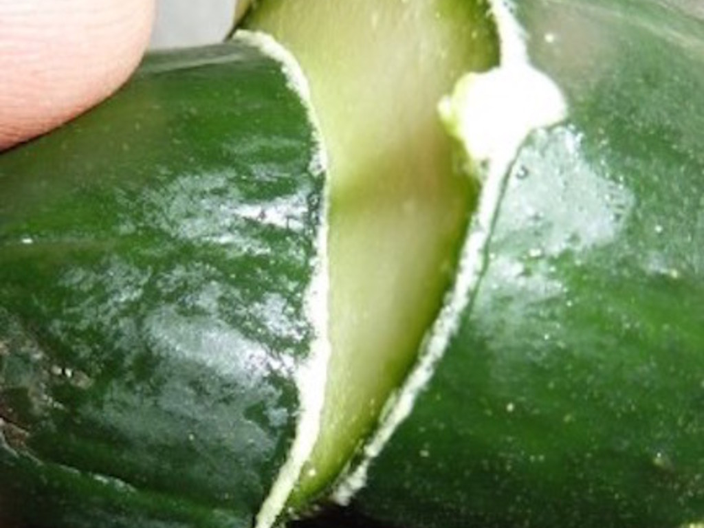 Cetrioli