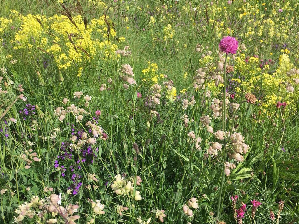 Foraging estivo:  le 12 piante da raccogliere per la tavola