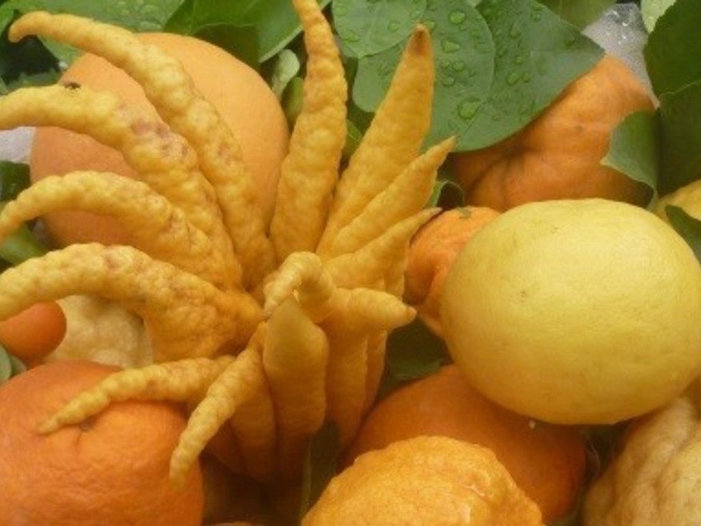 Ricette di arance e agrumi