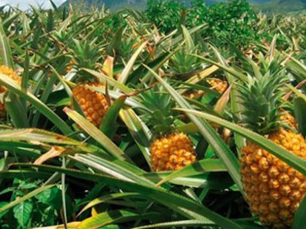 Ricette con l'ananas