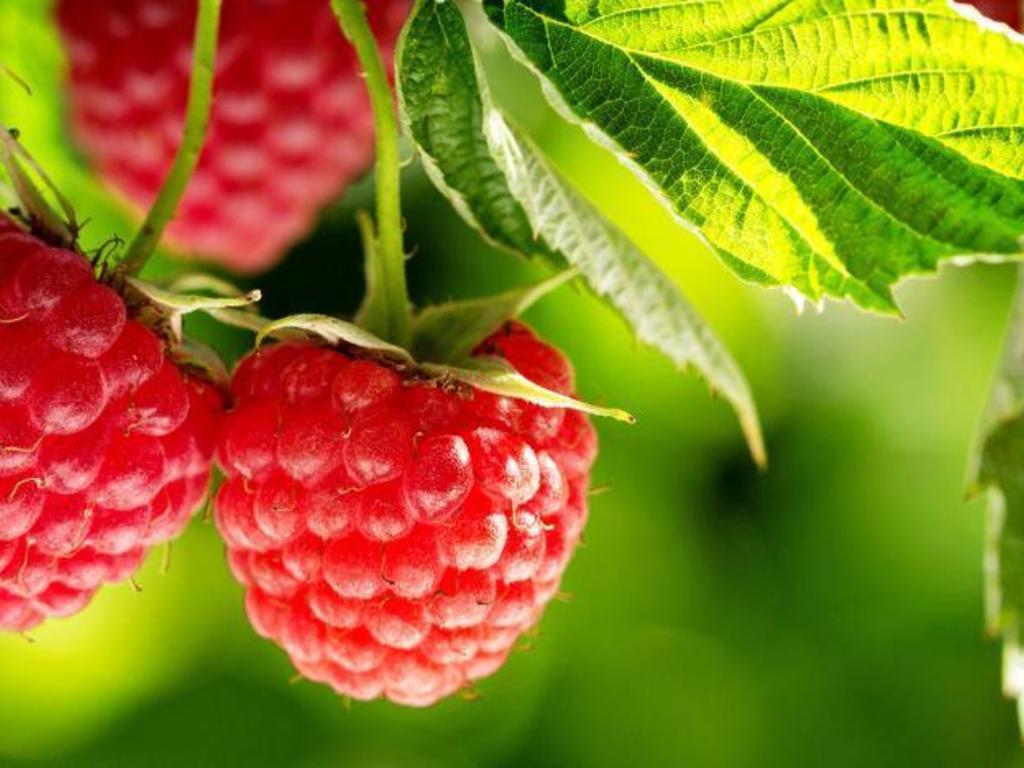 Ricette coi lamponi