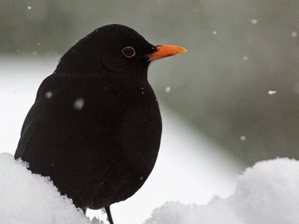 I giorni della merla a tavola