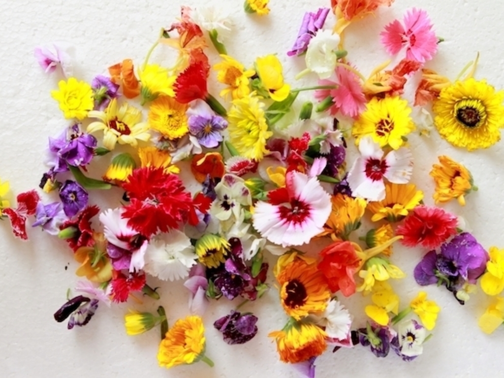 Fiori edibili