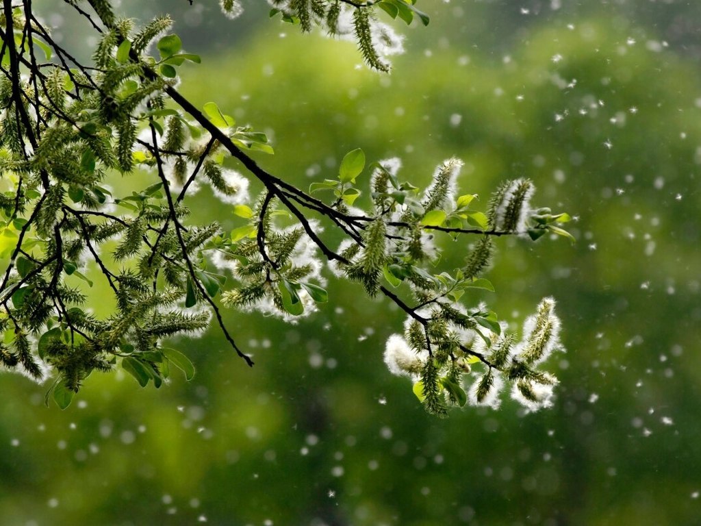 Allergie di primavera: ridurre i sintomi a tavola