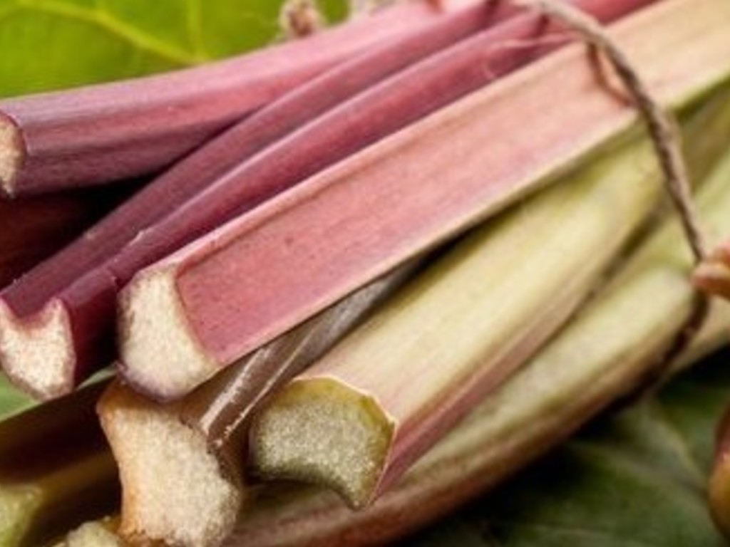 Rabarbaro: squisite ricette dolci e salate